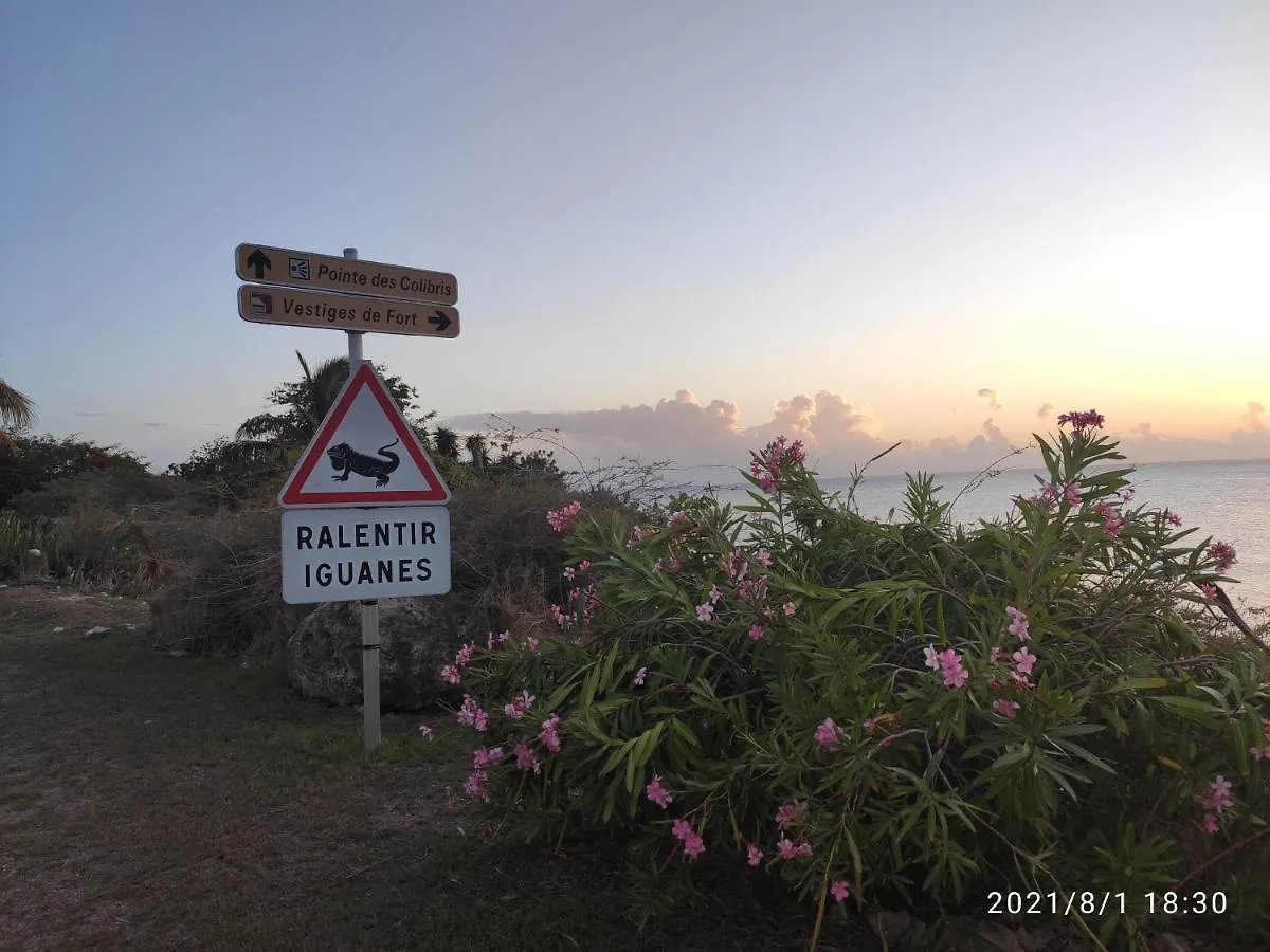 Gites Les Anacardiers Iguane Grande Anse  아파트