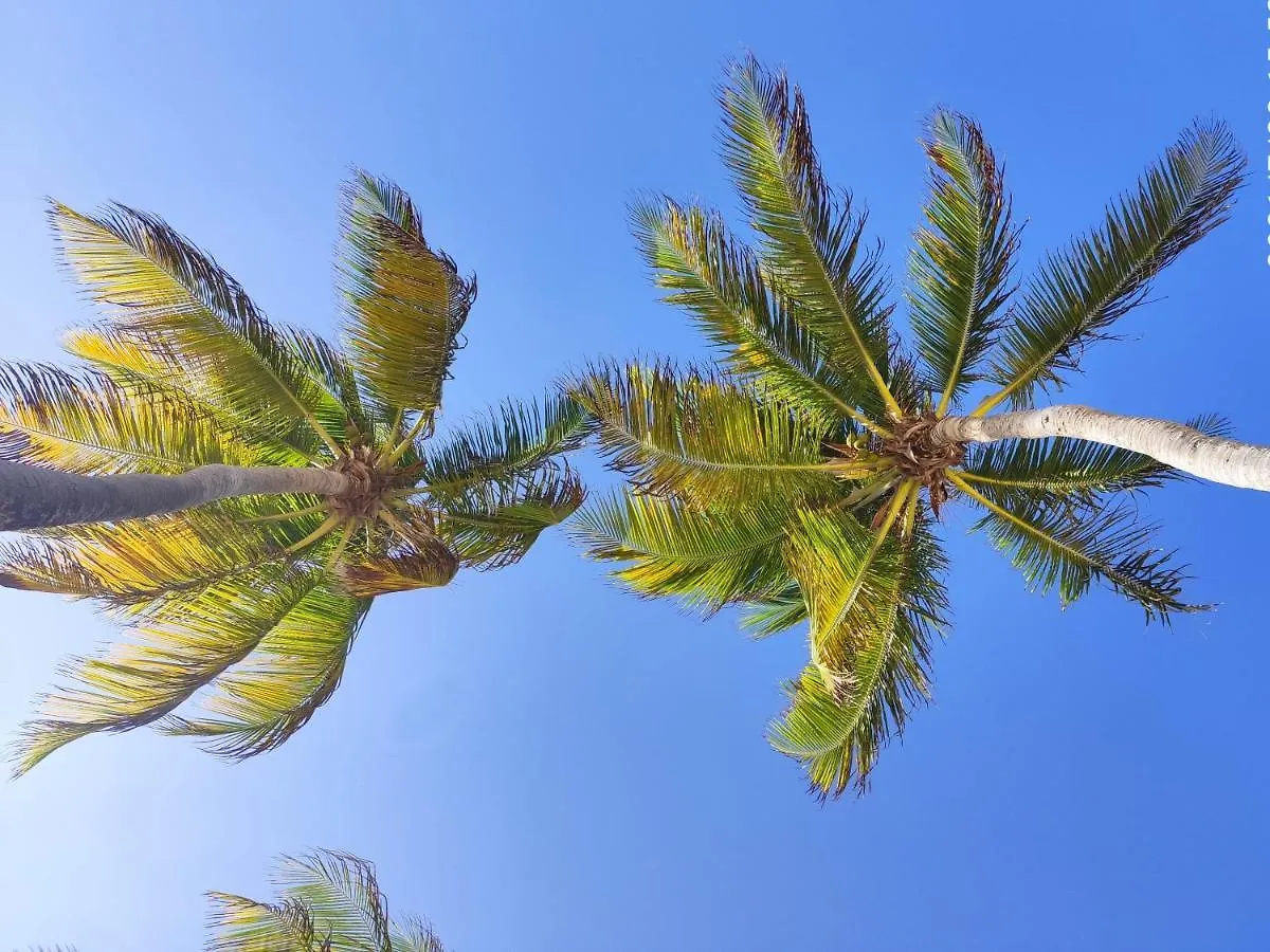 Gites Les Anacardiers Iguane Grande Anse